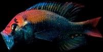 Click para conhecer mais espécies consideradas haplochromis!