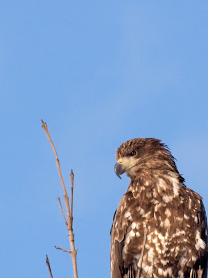 オジロワシ 幼鳥 おまさのこっそり野鳥日記
