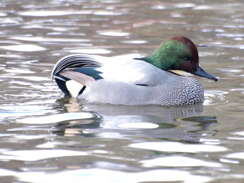 [P1225393-1.JPG]