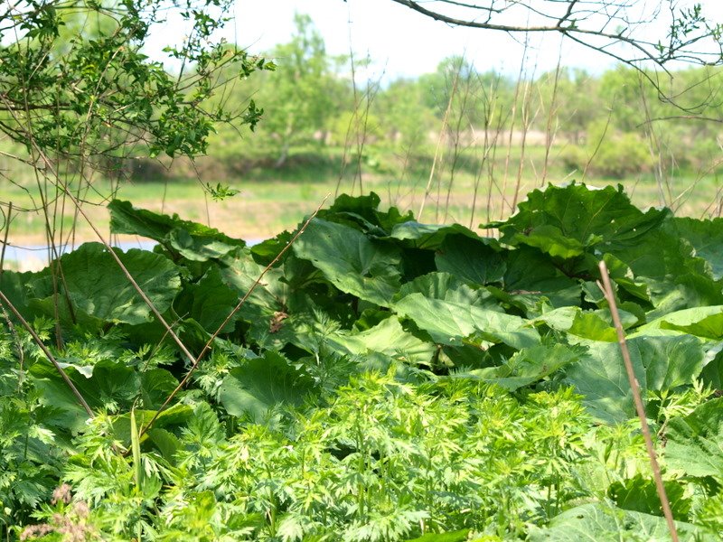 [P5263253.JPG]
