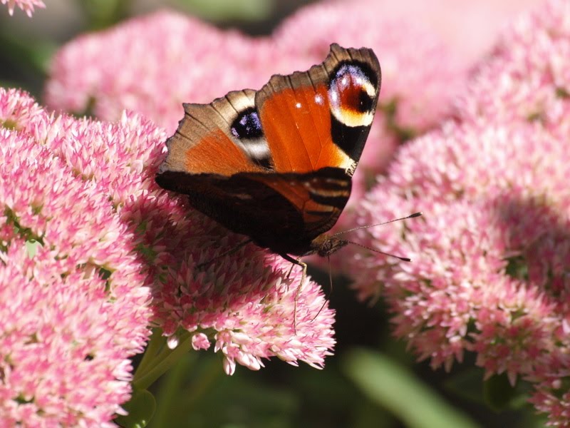[P9149117.JPG]