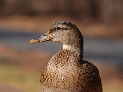 マガモ カルガモ おまさのこっそり野鳥日記