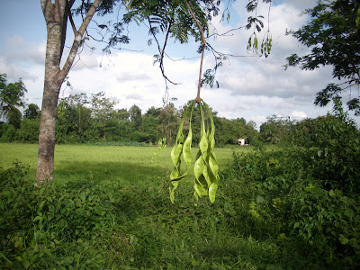 Pokok Petai