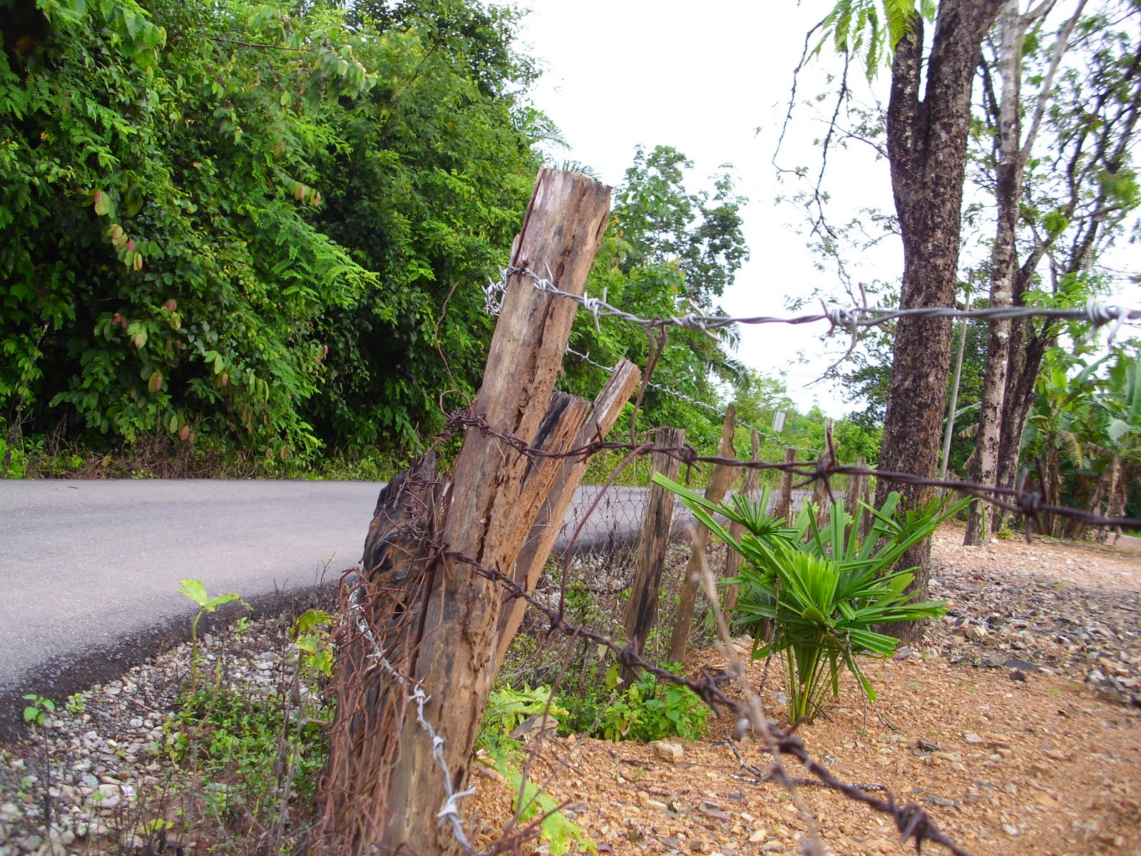 APA YANG CARI? KAMPUNG BANGGOL PANCUR, POKOK SENA