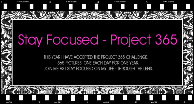 Stay Focused - Project 365