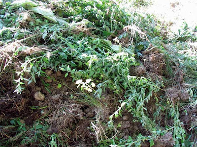 weeds