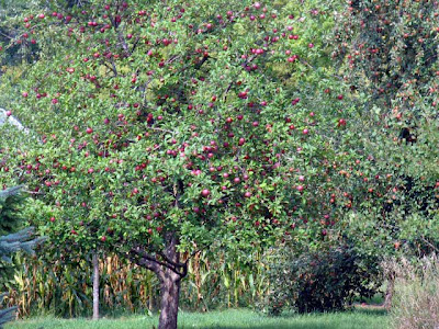 apple tree