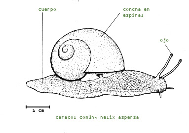 Anatomía de un caracol