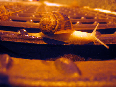 Caracol junto al laberinto de Horta, en Barcelona