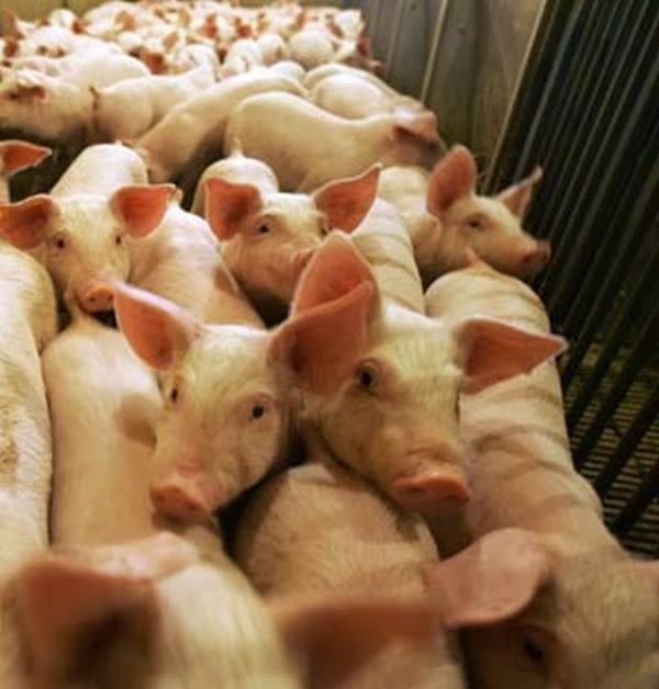 [swine-flu1.jpg]