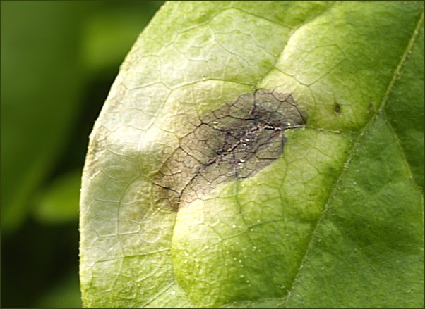 Clematis Blattfleckenkrankheit