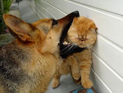 funny cats and dogs. Funny Pictures Of Cats