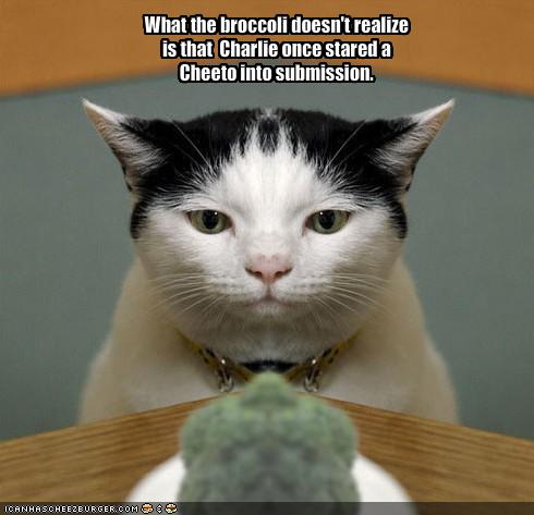 funny pictures cat stares at broccoli loldog funny dog pictures