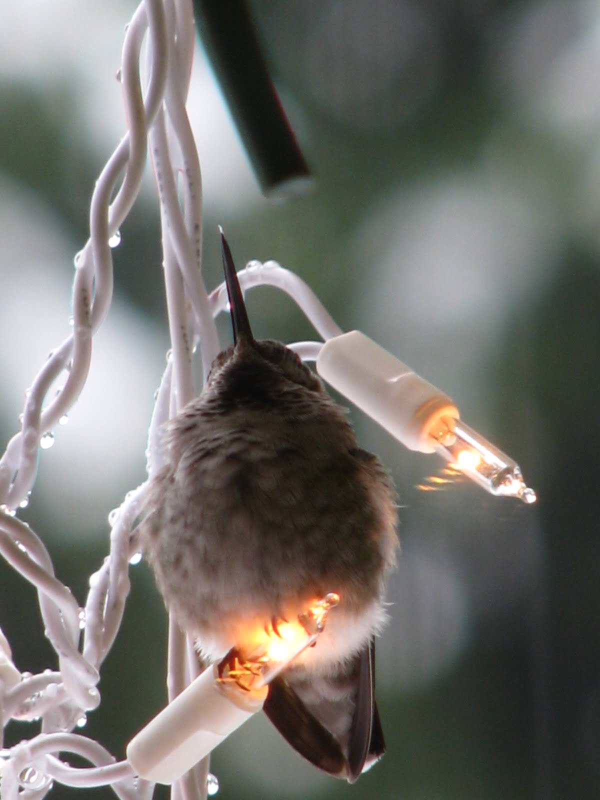 [HummingbirdJPG.JPG]