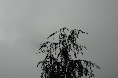 Mist in Mcleodganj
