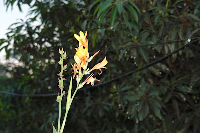 A beautil flower in the sunset