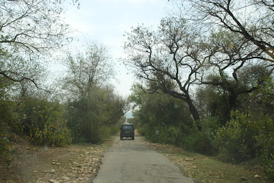Road inside Sariska