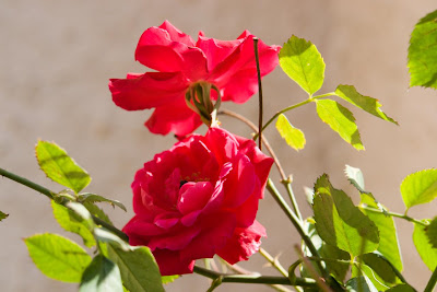 A pair of beautiful roses