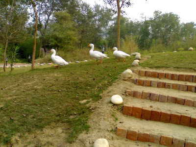 Ducks at the Kikar Resort