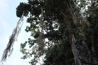 A banyan tree