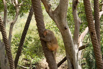 A monkey in Sariska