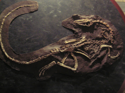 Fossil of a reptile in London's Natural History Museum