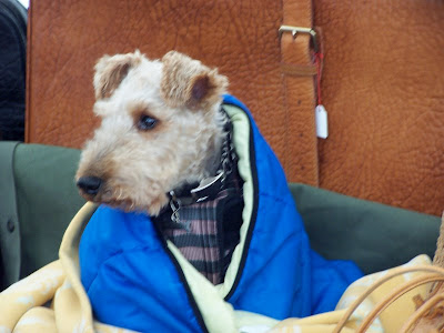 K�pek Resimleri -4-