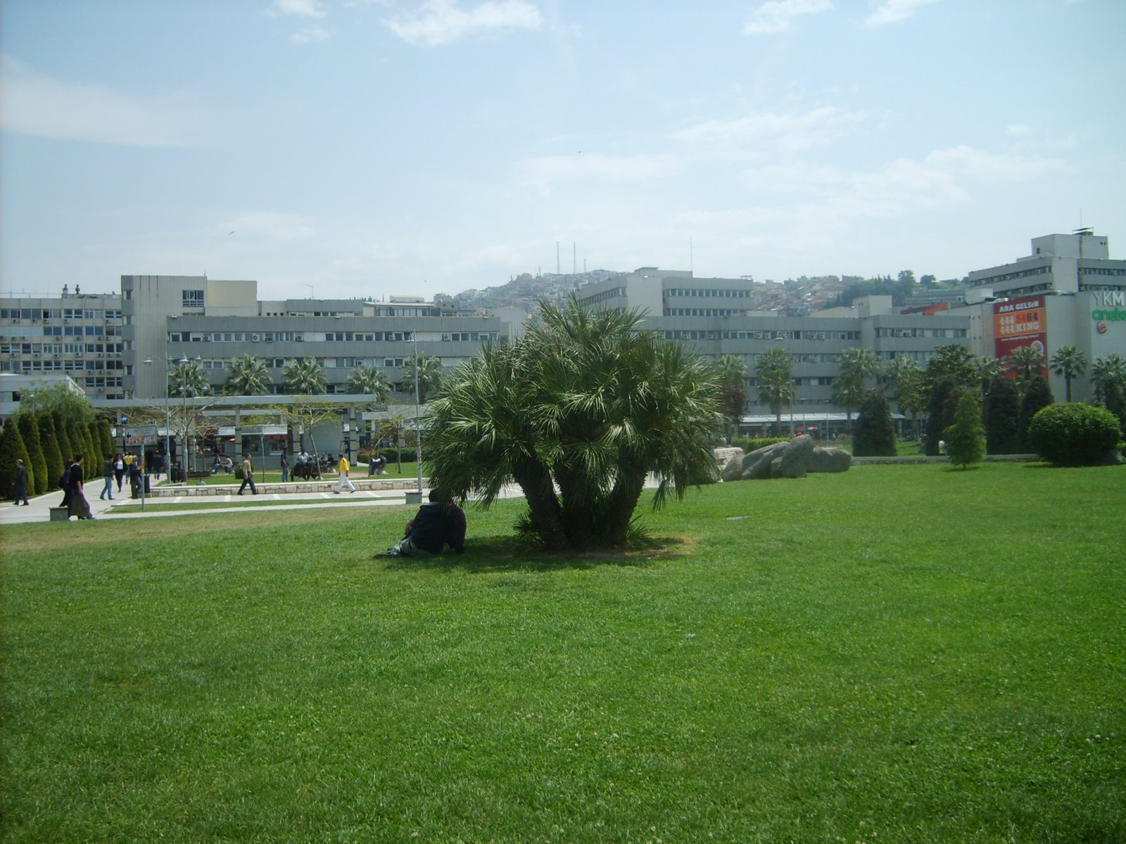[palmiye-izmir-palm+tree-photo-1+(6).JPG]