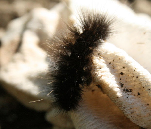 The Öko Box Black Fuzzy Caterpillar