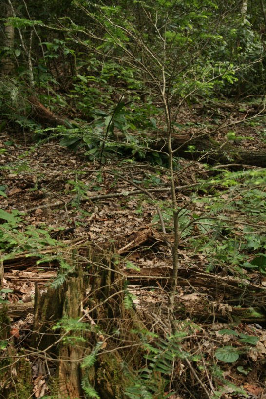 The Öko Box The Dying Hemlock Tree(s)