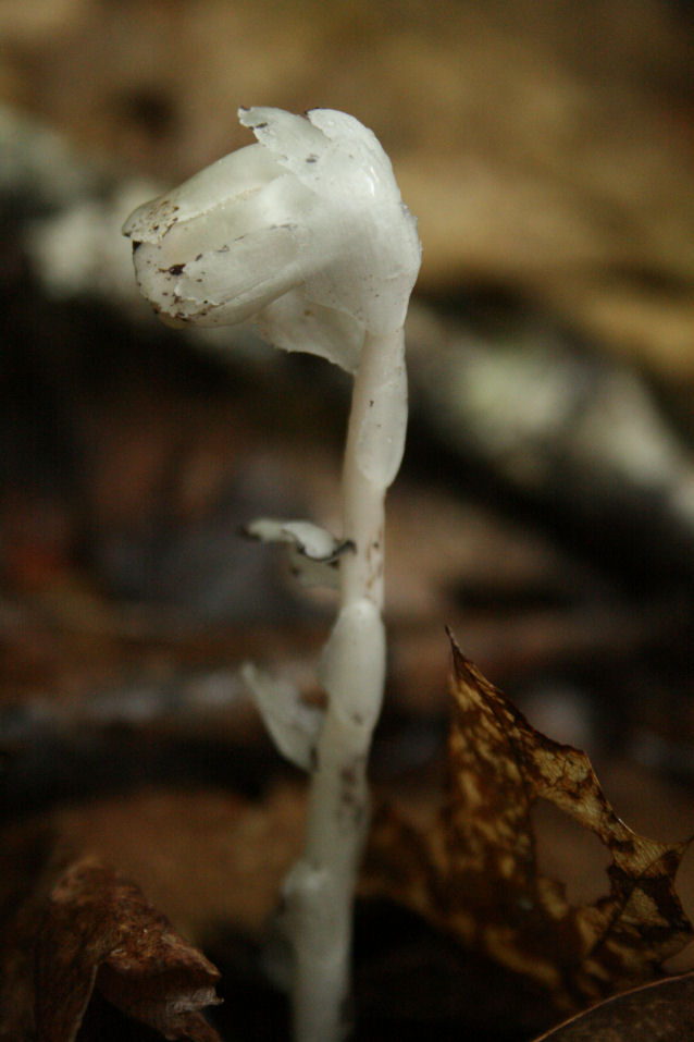 The Öko Box White Rose Bud Shaped Mushroom