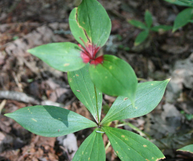 The Öko Box Edible Forest Indian Cucumber Root