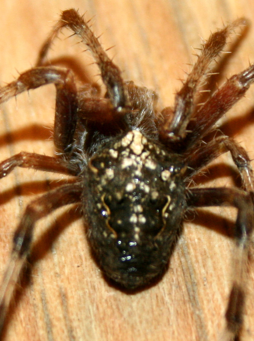Large Wolf Spider With Stripe On Back http://www.projectnoah.org