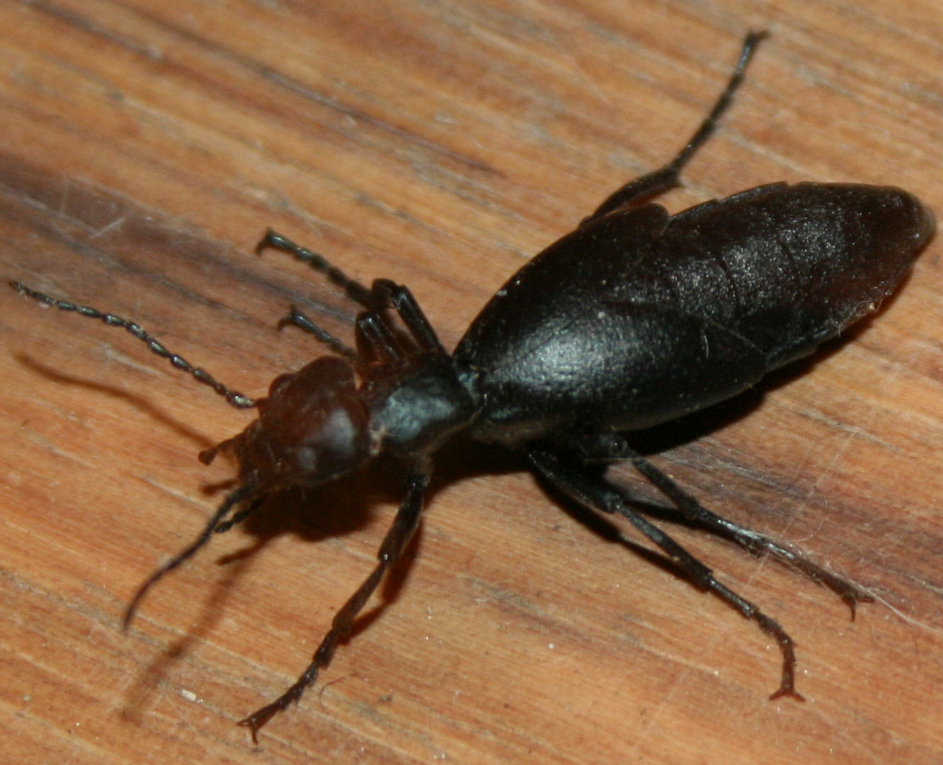 Beetle Ant