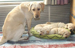 cute puppies