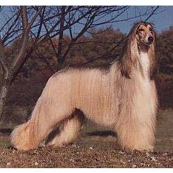 Dog Breeds Afghan