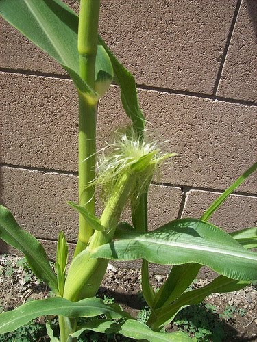 Baby Corn Growing