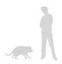 Size relative to a 6-ft (2-m) man
