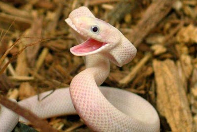 happy+snake.jpg