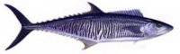 Jenis Ikan Mackarel ( Tenggiri ) Jenis Ikan Mackarel ( Tenggiri )