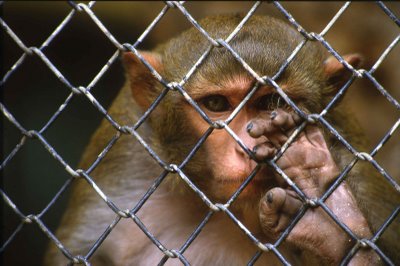 Le point de vue du WWF concernant l’expérimentation animale aurait changé le-point-de-vue-du-wwf-concernant-lexperimentation-animale-aurait-change