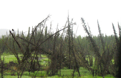 Drunken Forests Drunken Forests are an example of the effects of permafrost melting...the trees become weak in the soil and bend because they are unable to hold themselves up