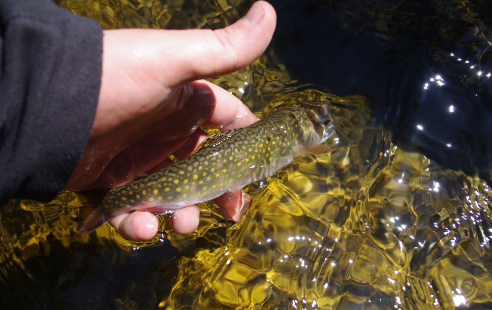 JL Waters and Company I wish I were backpacking for trout