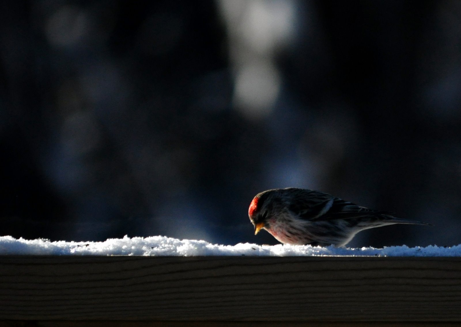 bird red pole