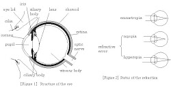 estructura del ojo