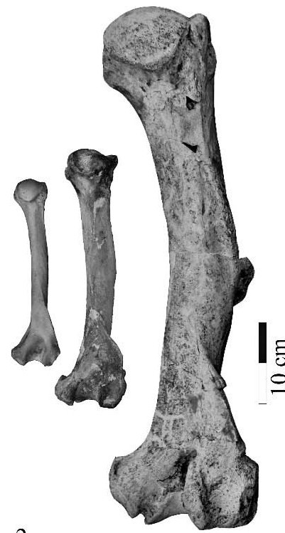 Arctotherium Angustidens