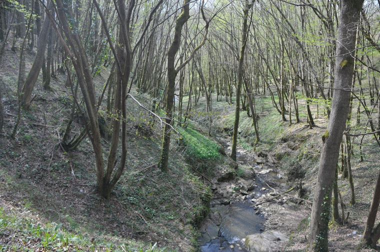 Woods near Eguzon