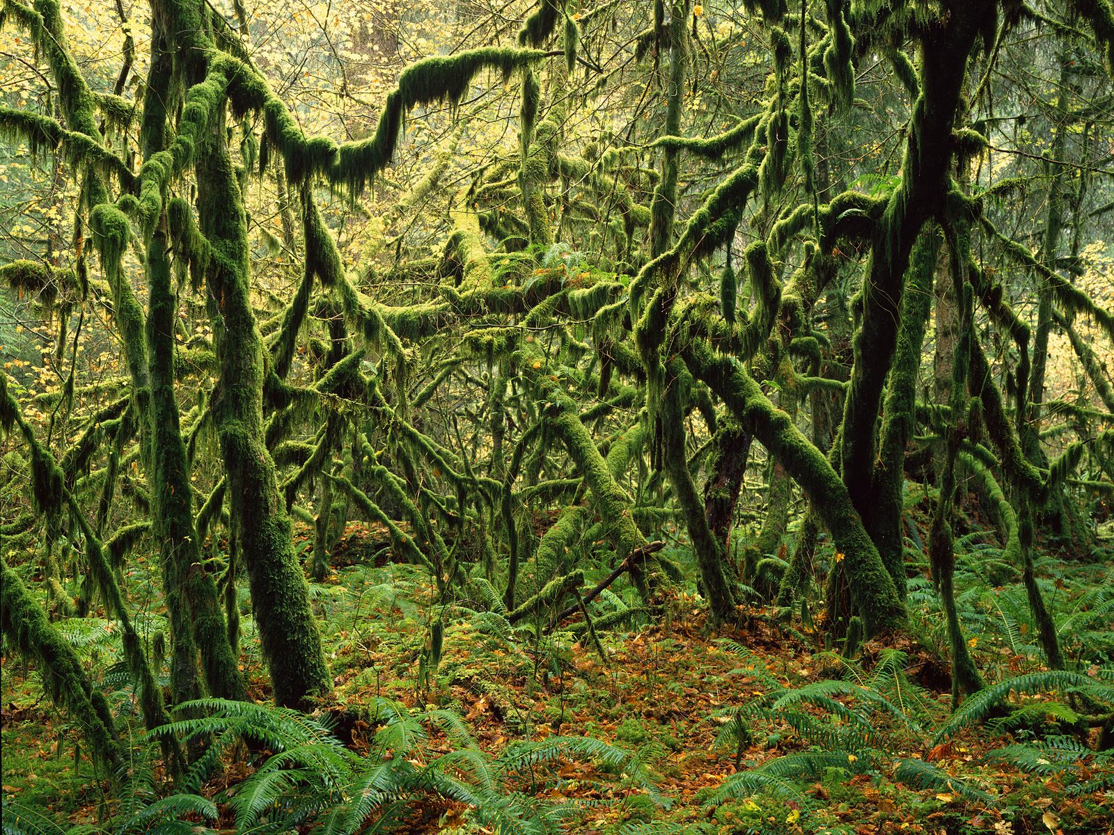 http://4.bp.blogspot.com/_8_CLn-I1Tfc/TUWzdd16elI/AAAAAAAABu4/Jj5gH4nwdi8/s1600/Moss+Covered+Maple+Trees%252C+Mount+Rainier+National+Park%252C+Washington.jpg