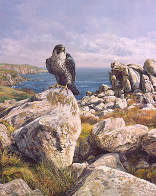 [Image: peregrine-falcon_coastal_600h.jpg]