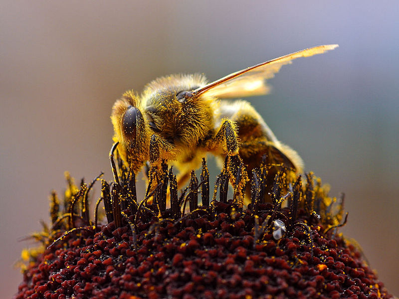 [800px-Bees_Collecting_Pollen_2004-08-14.jpg]